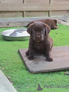 Foto №1. labrador retriever - zum Verkauf in der Stadt Eindhoven | verhandelt | Ankündigung № 177762