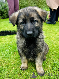 Foto №4. Ich werde verkaufen deutscher schäferhund in der Stadt Heusenstamm. züchter - preis - 885€