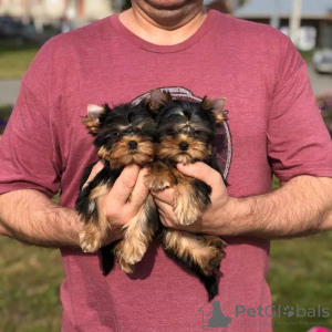 Foto №3. Lieber Yorkshireterrier. Deutschland