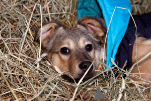 Foto №2 zu Ankündigung № 58432 zu verkaufen mischlingshund - einkaufen Russische Föderation quotient 	ankündigung