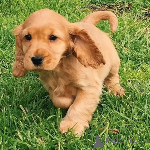 Foto №1. labrador retriever - zum Verkauf in der Stadt Dendermond | verhandelt | Ankündigung № 171706