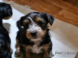 Foto №2 zu Ankündigung № 132496 zu verkaufen malteser - einkaufen Spanien züchter