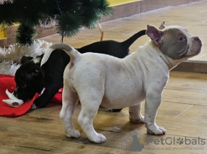 Foto №1. american bully - zum Verkauf in der Stadt Belgrad | verhandelt | Ankündigung № 85495