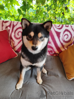 Zusätzliche Fotos: Shiba Inu Welpen für Zucht und Familie