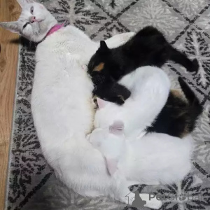 Foto №2 zu Ankündigung № 167240 zu verkaufen dwelf - einkaufen Deutschland quotient 	ankündigung