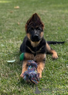 Foto №1. deutscher schäferhund - zum Verkauf in der Stadt Киль | 500€ | Ankündigung № 106096