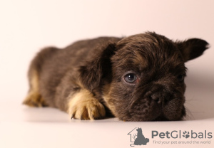 Foto №2 zu Ankündigung № 84655 zu verkaufen französische bulldogge - einkaufen Russische Föderation züchter