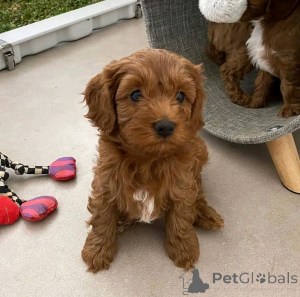 Foto №2 zu Ankündigung № 138965 zu verkaufen kavapu - einkaufen USA quotient 	ankündigung, züchter