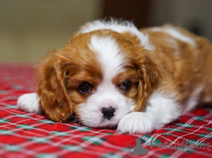 Foto №1. cavalier king charles spaniel - zum Verkauf in der Stadt Berlin | 1500€ | Ankündigung № 93587