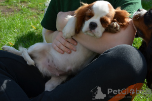 Zusätzliche Fotos: CAVALIER KING CHARLES SPANIEL Rüde ZKWP / FCI