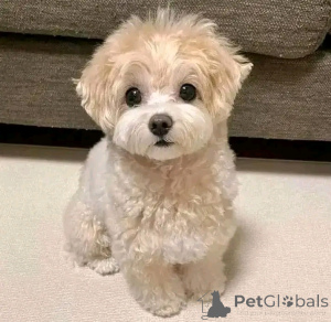 Foto №3. Süße australischer Schäferhund Welpen Ab Sofort Verfügbar. Belgien