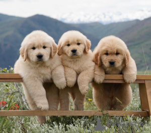 Foto №1. golden retriever - zum Verkauf in der Stadt Friedberg (Hessen) | verhandelt | Ankündigung № 164337