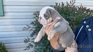 Foto №2 zu Ankündigung № 160895 zu verkaufen englische bulldogge - einkaufen Belgien quotient 	ankündigung, züchter