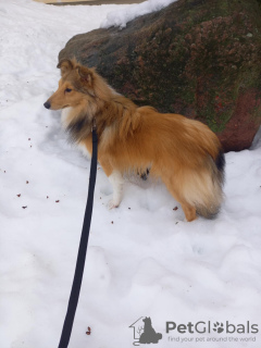 Foto №3. Sheltie-Welpe. Estland