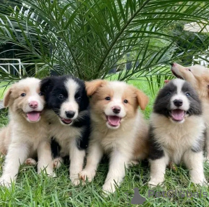 Foto №1. border collie - zum Verkauf in der Stadt Darłowo | 380€ | Ankündigung № 13572