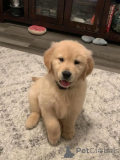 Foto №2 zu Ankündigung № 137163 zu verkaufen golden retriever - einkaufen Deutschland züchter