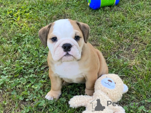 Foto №2 zu Ankündigung № 138957 zu verkaufen englische bulldogge - einkaufen USA quotient 	ankündigung, züchter