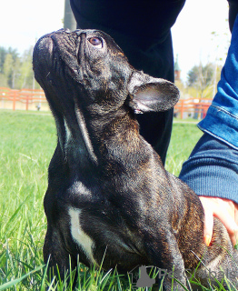 Foto №3. Französische Bulldogge, vielversprechender Welpe. Weißrussland