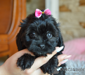 Zusätzliche Fotos: Cavapoo Weibchen und Männchen Mama Cavalier Papa Zwergpudel