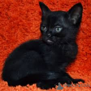 Foto №3. Bombay-Katzen zu verkaufen. Finnland