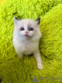 Foto №2 zu Ankündigung № 152374 zu verkaufen ragdoll-katze - einkaufen USA züchter
