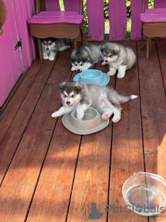 Foto №2 zu Ankündigung № 108125 zu verkaufen alaskan malamute - einkaufen Estland quotient 	ankündigung