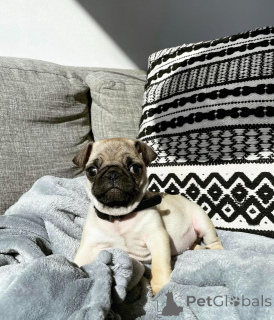 Foto №2 zu Ankündigung № 146296 zu verkaufen mops - einkaufen USA züchter