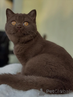 Foto №2 zu Ankündigung № 153740 zu verkaufen britisch kurzhaar - einkaufen Schweiz züchter