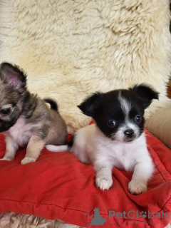 Foto №3. Chihuahua puppies for sale. Deutschland