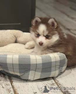 Foto №3. Toilette ausgebildeter Pommerianer. Niederlande