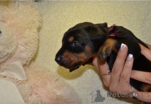 Foto №3. High-breed Dobermann-Welpen. Russische Föderation