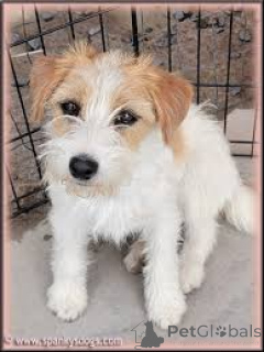 Foto №3. Jack Russell-Puppy's te koop. Niederlande