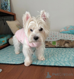 Foto №2 zu Ankündigung № 144431 zu verkaufen mischlingshund - einkaufen Großbritannien aus dem tierheim