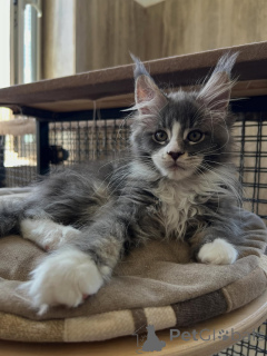 Foto №1. maine-coon-katze - zum Verkauf in der Stadt Dordrecht | verhandelt | Ankündigung № 170619
