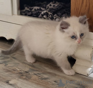 Foto №2 zu Ankündigung № 71719 zu verkaufen ragdoll-katze - einkaufen Australien quotient 	ankündigung, züchter