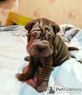 Foto №2 zu Ankündigung № 11416 zu verkaufen shar-pei - einkaufen Usbekistan quotient 	ankündigung
