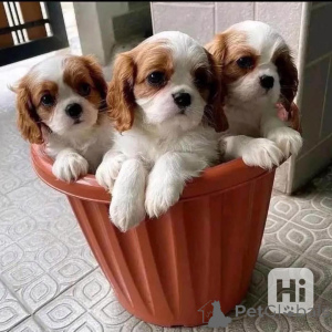 Foto №1. cavalier king charles spaniel - zum Verkauf in der Stadt Aalen | verhandelt | Ankündigung № 148393