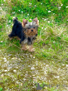 Foto №2 zu Ankündigung № 137096 zu verkaufen yorkshire terrier - einkaufen Luxemburg quotient 	ankündigung, züchter