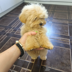 Foto №2 zu Ankündigung № 140765 zu verkaufen maltipu - einkaufen Russische Föderation züchter