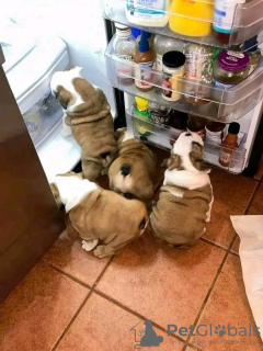 Foto №2 zu Ankündigung № 129790 zu verkaufen englische bulldogge - einkaufen Deutschland quotient 	ankündigung