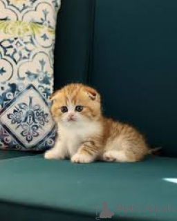 Foto №3. MUNCHKIN-PENNUJA MYYTÄVÄNÄ. Finnland