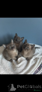 Foto №4. Ich werde verkaufen burma-katze in der Stadt Nieuwegein. quotient 	ankündigung - preis - 300€