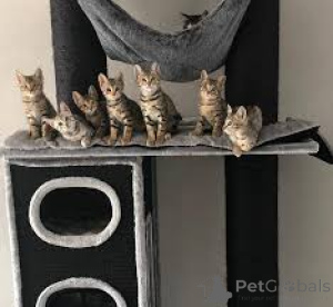 Foto №1. savannah-katze - zum Verkauf in der Stadt Tampere | 700€ | Ankündigung № 161524