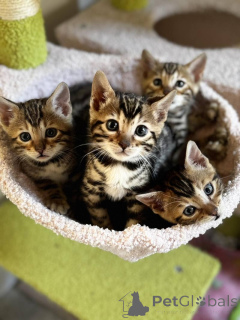 Foto №1. bengal katzenrasse - zum Verkauf in der Stadt Hannover | 250€ | Ankündigung № 156673