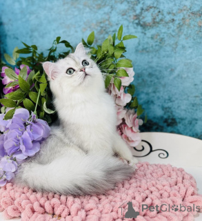 Foto №3. Schottischer gerader Kopf. Ukraine