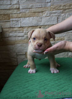 Zusätzliche Fotos: American Bully Pocket Welpen