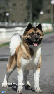 Foto №4. Ich werde verkaufen amerikanischer akita in der Stadt Krasnodar. züchter - preis - 569€