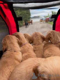 Foto №3. Süße Golden Retriever-Welpen sind sanftmütig, geduldig und wunderbar im Umgang. Schweden