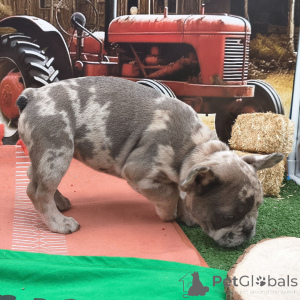 Foto №4. Ich werde verkaufen französische bulldogge in der Stadt New York. quotient 	ankündigung - preis - 775€