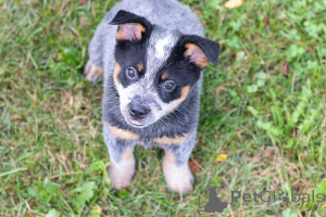 Foto №1. australian cattle dog - zum Verkauf in der Stadt Antwerpen | verhandelt | Ankündigung № 169658